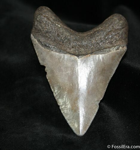 Sweetly Serrated Inch Megalodon Tooth #1039